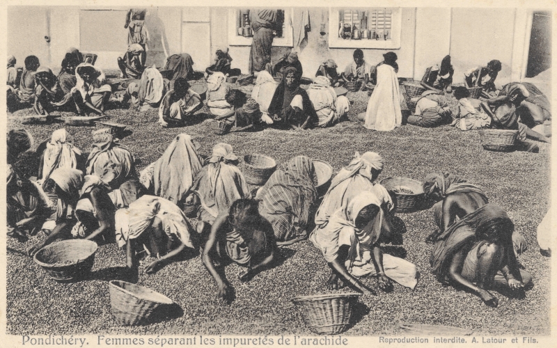 13-12 - Pondichery - tri des arachides